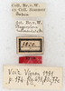 CollectionObject 1532295; NMW 7820, 38b184c1-f568-44f4-9c00-fc04a9146c16: labels (holotype). (CollectionObject).