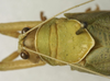 CollectionObject 1535080; 54cea738-b1ba-4078-a2d3-0918f7bda15a: female pronotum, dorsal view (lectotype). (CollectionObject).