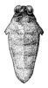 Paraguelus palawanicus Günther, 1939: female head and pronotum, dorsal view (pronotum length 7.2 mm, width 4.2 mm). (Otu).
