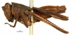 CollectionObject 1521854; OUM Type Orth 683, 605826c0-e1f7-4551-8cd6-a68805725928: female, lateral view (syntype of Phaestus insularis). (CollectionObject).