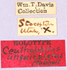 CollectionObject 1499224; e0abc91b-6d21-4260-9b89-f8e0a1fbc85a: labels (holotype). (CollectionObject).