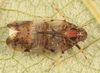 Live specimen: (Observation).