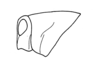 Phaulotypus dioscoridus (Popov, 1957): Fig. 14. head and pronotum. (Otu).