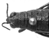 CollectionObject 1530197; 195dd9c7-6579-4bca-932e-548ddfbfed25: female head and pronotum, dorsal view (lectotype). (CollectionObject).