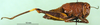 CollectionObject 1502073; 42309119-281d-4cba-995f-44aef516786e, DORSA BA000261S02: female, lateral view (syntype). (CollectionObject).