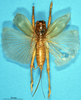 female, dorsal view (holotype). Depicts CollectionObject 1506912; 119e8193-8a81-41b5-8174-79b0619086ab, a CollectionObject.