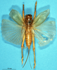 CollectionObject 1506912; 119e8193-8a81-41b5-8174-79b0619086ab: female, dorsal view (holotype). (CollectionObject).