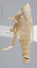 Habitus, lateral view on Destria fumida (Sanders & DeLong, 1917): Lateral. Male Immature. (Observation).