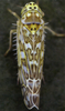 Habitus, dorsal view: !! display not done !! on Eupteryx (Eupteryx) decemnotata Rey, 1891: Habitus (female). (Observation).