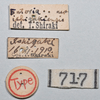 CollectionObject 1558564; 3ae685c8-f1c6-4bd0-85f7-d0b8fa72a781: copyright NTUC. male, data labels (syntype). (CollectionObject).;CollectionObject 1558565; b09dd22e-7f33-4771-b1d9-24d893a97422: copyright NTUC. male, data labels (syntype). (CollectionObject).