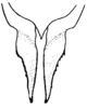 Hylopedetes mirandus Rehn, 1929: Pl. 1, Fig.6 (after allotype). female abdomen tip, ventral view. (Otu).