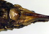 CollectionObject 1500339; 474ebcfc-33a3-410f-b1aa-2b6e9f439f63: female subgenital plate (holotype). (CollectionObject).