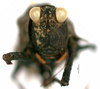 CollectionObject 1506787; 0bc8bf28-bdd8-44a9-9177-8f9481aa5ac9: female, frontal view (holotype). (CollectionObject).