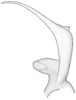 Stylus: !! display not done !! on Doratura stylata (Boheman, 1847): from Germany, dorsal view. (Observation).