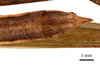 CollectionObject 1538215; c9cc2101-506e-4158-abe6-879d12152ad3: male tip of abdomen, ventral view (holotype of Acrida bara). (CollectionObject).