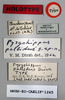 CollectionObject 1540556; 3eb54b85-964b-4d3f-b4d6-60626dad7132: labels (holotype). (CollectionObject).