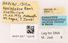 CollectionObject 1967348; e56c4af8-e986-4589-95eb-0338e709c221: Male, labels (paratype). (CollectionObject).