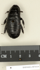 Panesthia quinquedentata Kirby, 1903: Copyright Natural History Museum, London. Lectotype (adult male) in BM(NH). Dorsal view. (Otu).