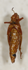 CollectionObject 1588511; 2687f6a4-b82a-4d75-a0f7-16542850b1ae: female, ventral view. (CollectionObject).