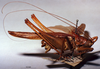 CollectionObject 1516501; ead523d2-5672-4346-b9ac-d96dd1b0f068: male, lateral view (paratype). (CollectionObject).