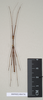 CollectionObject 1562687; d96976dd-6964-4788-8984-2c142fd555a1: copyright Natural History Museum, London. male (paratype). (CollectionObject).