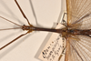 CollectionObject 1558184; b8e4626d-36d1-43d6-b262-6f9091c6c039: copyright OUMNH. male: head & thorax, dorsal view of Ctenomorpha marginipennis (lectotype). (CollectionObject).