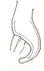 Stylus: !! display not done !! on Neocoelidia tumidifrons Gillette & Baker, 1895: Apex of style, lateral view. (Observation).
