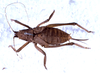 CollectionObject 1567204; 805e0d0d-12ca-4458-8bd4-acce9a637efa: female, dorsal view (paralectotype). (CollectionObject).