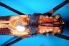 CollectionObject 1500589; 77363a4d-0dfb-4569-bed8-b35556572544, DORSA BTprograHTM: male, dorsal view (holotype). (CollectionObject).