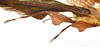 CollectionObject 1584348; CC ANIC Database No. 15 000074, 35145325-2a22-4ba4-8890-38ac04956134: copyright CSIRO, Canberra. male, legs, lateral view (holotype). (CollectionObject).