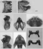 Melanoplus calidus Scudder, 1899: male genitalia. (Otu).