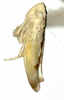 Habitus, lateral view: !! display not done !! on Neocoelidia clara (DeLong, 1953): Male paratype N. clara [USNM]: habitus, dorsal view. (Observation).