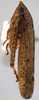 Habitus, lateral view on Coarctana striata Domahovski & Cavichioli, 2023: Male holotype [DZUP]: habitus, lateral view. (Observation).