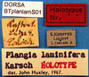 CollectionObject 1500580; ca4175a4-93b0-4335-8bb4-fa5c08b7f52d: labels (holotype). (CollectionObject).