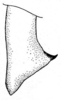 Idiostatus variegatus Caudell, 1907: Fig. 8 (20 miles S Boise, Idaho). male cercus, dorsal view. (Otu).