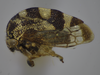 Habitus, lateral view on Cyrtolobus parvulus Woodruff, 1924: (Observation).