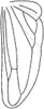 Hind wing on Distantasca tuberculata (Zhang & Liu, 2010): Hind wing. (Observation).