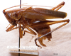 CollectionObject 1534918; BPBM 3225003, 8cab36fa-2083-471a-8534-bbd17273f367: male habitus lateral view (paratype). (CollectionObject).