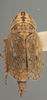 Habitus, dorsal view on Bonaspeia eriocephalus (Cogan, 1916): Dorsal. (Observation).