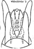 Pygofer, ventral view on Coccineasca ponderosa (DeLong & Davidson, 1935): Genital capsule, ventral view. (Observation).