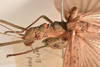 CollectionObject 1557574; 242ab01e-8269-42d4-896a-9541a67500c1: copyright OUMNH. female: head & thorax, lateral view Necroscia sangarius (lectotype). (CollectionObject).