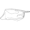 Pygofer, lateral view: !! display not done !! on Alnetoidia (Alnetoidia) alneti (Dahlbom, 1850): Pygofer, lateral view. (Observation).