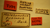 CollectionObject 1952913; 788ce929-06a2-423e-8851-ff668dff0b6f: Label. Malezonotus fuscosus - Holotype Labels (NMNH) - (CC BY-NC 3.0) - Photo by Pablo M. Dellapé with permission from the National Museum of Natural History (NMNH), Smithsonian Institution, Washington, D.C. (CollectionObject).