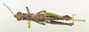 CollectionObject 1518332; 7adc23c6-a6ff-4eab-90ca-9c99853548c5: male, dorsal view (holotype). (CollectionObject).