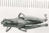 CollectionObject 1524853; df002ccf-d3c4-4277-bac8-e2d9d2e3003a: female, dorsal view (holotype). (CollectionObject).