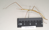 CollectionObject 1558547; 60a19b5b-98ed-4581-b16b-326a9354a656: copyright Natural History Museum, London. male, lateral view (syntype). (CollectionObject).;CollectionObject 1558548; 3181af4a-1fcb-427b-a9c6-e70ddf2ce114: copyright Natural History Museum, London. male, lateral view (syntype). (CollectionObject).