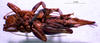 CollectionObject 1503290; MBBJ 3224872, 9ebeaf83-c7e1-4c83-951b-5ef4066babae: female, ventral view. (CollectionObject).