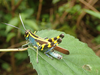 FieldOccurrence 467; 025b95a6-3fd2-4542-a0a6-47f80ad2f89f; Tanzania
Sanje Trail Udzungwa Mountains, 2019/01/29: male. (FieldOccurrence).