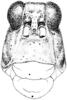 Spaniacris deserticola (Bruner, 1906): Fig. 367. female, head, facial view. (Otu).
