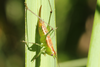 FieldOccurrence 3592; 18ce5a30-3481-4b6b-b446-e2398c0da7b0; Isla Paulino, 2026/03/15: female (March 2026). (FieldOccurrence).